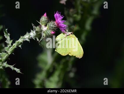 Gemeiner Schwefel-Schmetterling (Gonepteryx rhamni) auf Carduus-Blüten, auch bekannt als Plumeless Disteln. Stockfoto