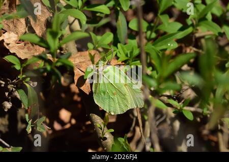 Gemeiner Schwefel-Schmetterling (Gonepteryx rhamni), der auf grünen Blättern steht. Stockfoto