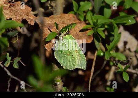 Gemeiner Schwefel-Schmetterling (Gonepteryx rhamni), der auf grünen Blättern steht. Stockfoto