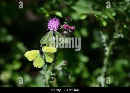 Gemeine Schwefel Schmetterling Paar (Gonepteryx rhamni) auf Carduus Blumen, auch bekannt als Plumeless Disteln. Stockfoto