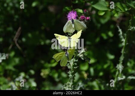 Gemeine Schwefel Schmetterling Paar (Gonepteryx rhamni) auf Carduus Blumen, auch bekannt als Plumeless Disteln. Stockfoto
