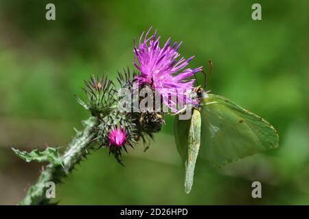 Gemeiner Schwefel-Schmetterling (Gonepteryx rhamni) auf Carduus-Blüten, auch bekannt als Plumeless Disteln. Stockfoto