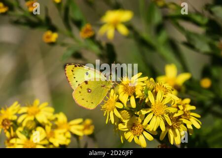 Getrübter gelber Schmetterling (Colias croceus) auf wildgelben Blüten. Stockfoto