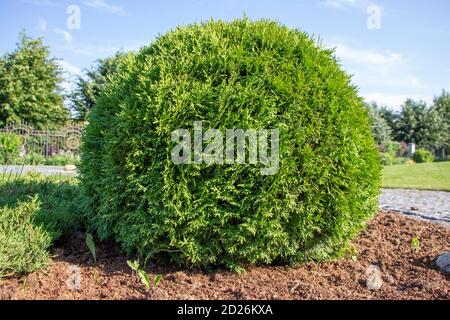 Sphärische Thuja, Landschaftsbau, Pflanzen im Hinterhof. Stockfoto