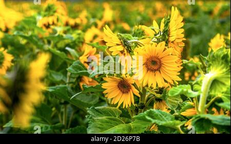 Bunte Sonnenblume Hintergrund in selektiven Fokus Schuss für Text über Lay , Header und Copy-Space Stockfoto