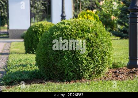 Sphärische Thuja, Landschaftsbau, Pflanzen im Hinterhof. Stockfoto