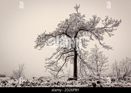 Feuer im Nationalpark Sierra de Guadarrama. Winterbild, gefrorene Bäume. La Granja de San Ildefonso, Segovia. Kastilien und Leon. Stockfoto