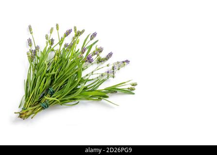 Bouquet von jungen fliessenden Lavendel auf einem weißen isolierten Hintergrund Stockfoto