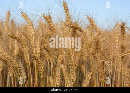 Reifende Ohren von Gerste auf dem Feld. Stockfoto