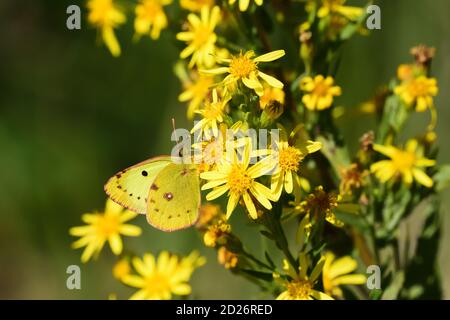 Getrübter gelber Schmetterling (Colias croceus) auf wildgelben Blüten. Stockfoto