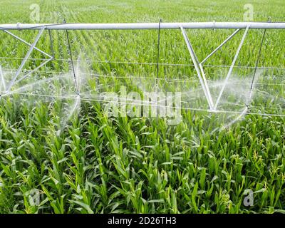 Automatische Bewässerung auf einem Maisfeld. Agro-Industrie, Landwirtschaft in ariden Gebieten. Stockfoto