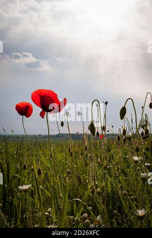 Rote Mohnblumen auf einem Feld in Bulgarien Stockfoto