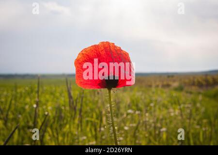 Ein einziger roter Mohn auf einem Feld in Bulgarien Stockfoto