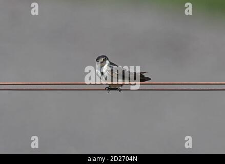 Blau-weiße Schwalbe (Notiochelidon cyanoleuca) Erwachsener auf Draht Salta, Argentinien Januar Stockfoto