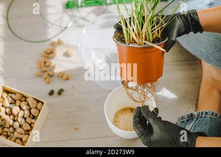 Frau verpflanzt Blumen in größeren Töpfen zu Hause Stockfoto