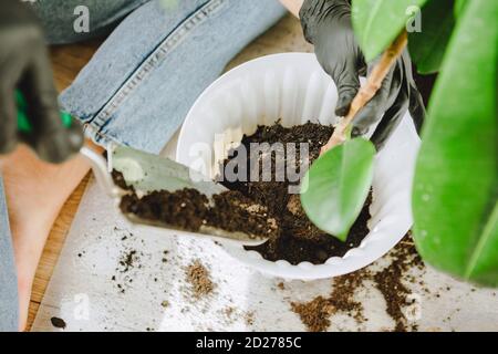 Frau verpflanzt Blumen in größeren Töpfen zu Hause Stockfoto