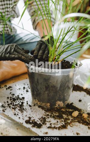 Frau verpflanzt Blumen in größeren Töpfen zu Hause Stockfoto