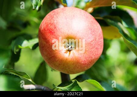 Reife süße Apfelfrüchte wachsen auf einem Apfelbaum Zweig im Obstgarten. Grünes Wohnkonzept. Bio-Lebensmittel. Stockfoto