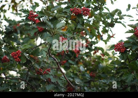 im Herbst wächst der rowan-Baum mit orangen Beeren Stockfoto