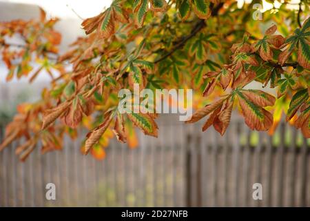 Fast trocken braun mit grünem Laub von Herbstkastanienbaum Auf einer ländlichen Straße Stockfoto