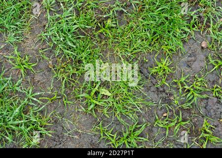 Erde Erde Erde Erde Boden mit grünem Gras bedeckt Stockfoto