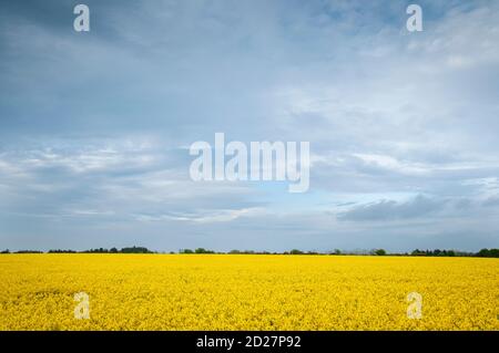 Rapsblüte – die gelbe Blume der irischen Landschaft Stockfoto