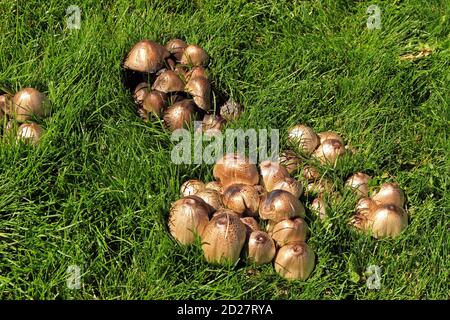 Wilde Pilze in einem Feld von grünem Gras. Stockfoto