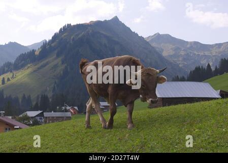 Eine braune Kuh, ein Stier, ein Rind mit einer Kuhglocke im hügeligen Wiesental in den Alpen in Baad, Kleinwalsertal, Vorarlberg, Mittelberg, Bregenz, Österreich Stockfoto