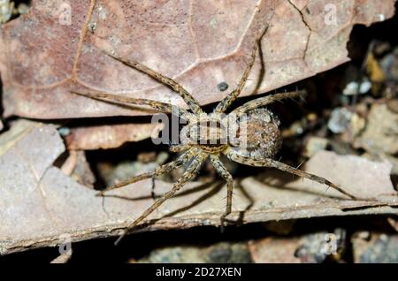 Wolf Spider, Lycosidae Familie, mit jungen Spinnen, Klungkung, Bali, Indonesien Stockfoto
