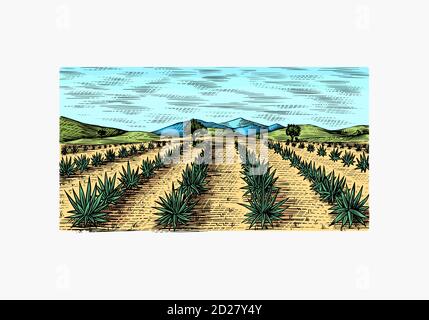 Agave-Feld. Vintage Retro-Landschaft. Ernte für Tequila Herstellung. Eingravierte handgezeichnete Skizze. Holzschnitt. Vektorgrafik für Menü oder Poster Stock Vektor