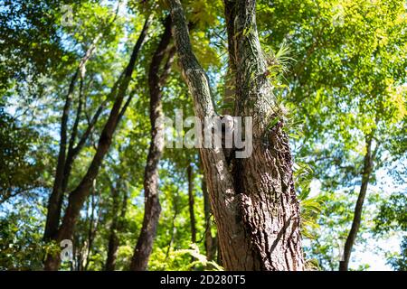 Ein Exemplar von Callithrix in einem Park in Sao Paulo (Brasilien) Landschaft. Stockfoto