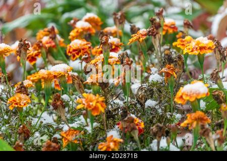 Ringelblumen im Schnee im Herbst aus nächster Nähe Stockfoto