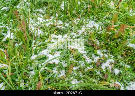 Grünes Gras im Schnee aus nächster Nähe Stockfoto