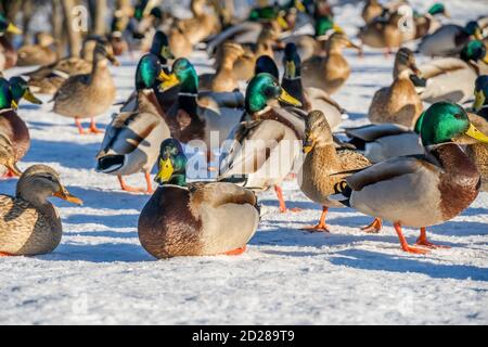 Enten am Fluss an einem klaren sonnigen Tag. Enten aus der Nähe. Enten im Schnee Stockfoto