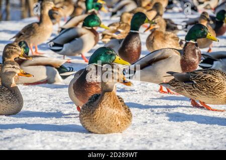 Enten am Fluss an einem klaren sonnigen Tag. Enten aus der Nähe. Enten im Schnee Stockfoto