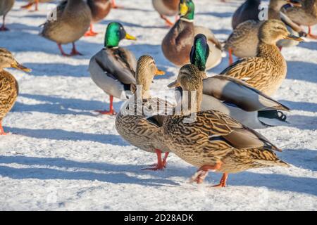 Enten am Fluss an einem klaren sonnigen Tag. Enten aus der Nähe. Enten im Schnee Stockfoto