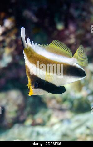 Pennant Bannerfish, Heniochus chrysostomus, Pulau Molana Tauchplatz, in der Nähe von Ambon, Maluku, Indonesien, Bandasee Stockfoto