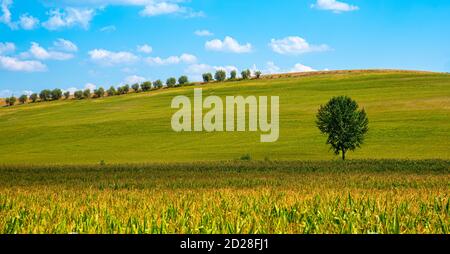 Grasfeld mit isoliertem Baum und Baumreihe Der Hügel Stockfoto