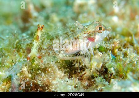 Black and Red Triplefin, Enneapterygius similis, mit verzierter Sapsucking Slug, Elysia ornata, Manta Channel Tauchplatz, Karang Makassar, North Rinca Isl Stockfoto