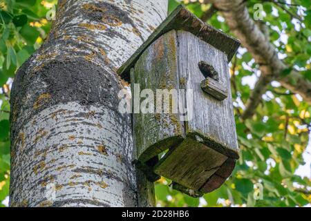 Altes Vogelhaus auf einer Birke zwischen grünen Blättern aus nächster Nähe Stockfoto