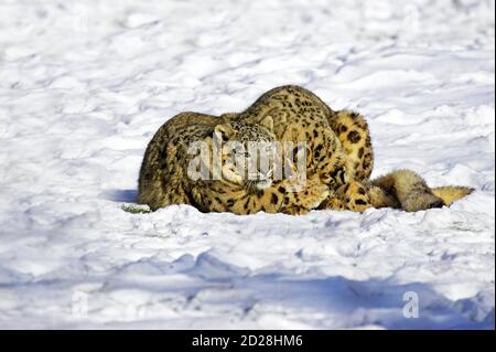 Schnee-Leopard oder Unze, Uncia Uncia, Mutter und Alte Kub stehen im Schnee Stockfoto