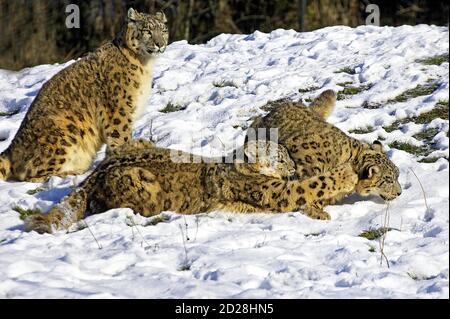 Schnee-Leopard oder Unze, Uncia Uncia, Mutter und Alte Kub stehen im Schnee Stockfoto