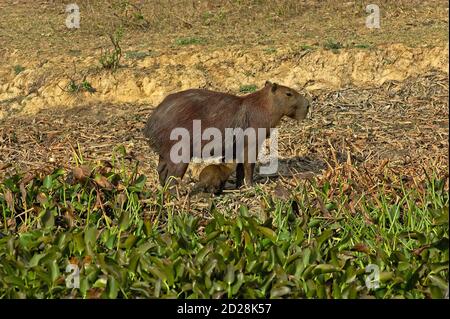 Capybara, Hydrochoerus Hydrochaeris, Mutter und Cub Suckling, Los Lianos in Venezuela Stockfoto