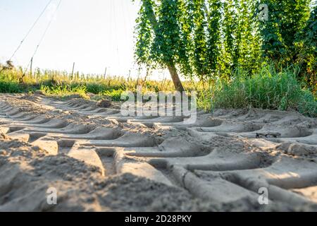 Traktorspuren im Sand mit selektivem Fokus und Hopfenfeld Im Hintergrund Stockfoto