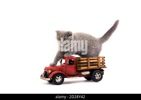 Blauer Scottish Fold Katze, 2 Monate altes Kätzchen spielt mit Spielzeug LKW Stockfoto