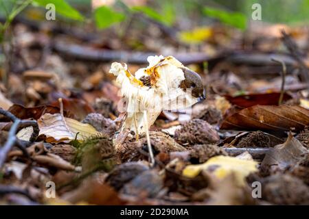 Eine schwarze Schnecke oder schwarzer Arion, auf einem Pilz in einem Wald. Bild von Scania, Südschweden. Stockfoto