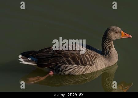 Ente auf Südböhmen Teich in der Nähe Hluboka nad Vltavou Stadt Im Sommermorgen Stockfoto