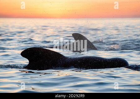 Kurzflossentaucher, Globicephala macrorhynchus, Kurzflossentaucher im Morgenlicht, Baja California, Mexiko, Golf von Kalifornien, Meer o Stockfoto