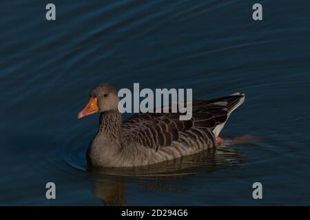 Ente auf Südböhmen Teich in der Nähe Hluboka nad Vltavou Stadt Im Sommermorgen Stockfoto