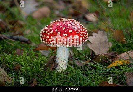 Schöne weiß-gefleckte rote Pilz, eine Fliege Agaric Stockfoto